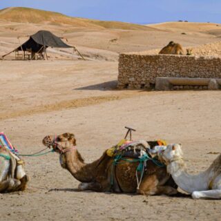 Camel Ride Agafay