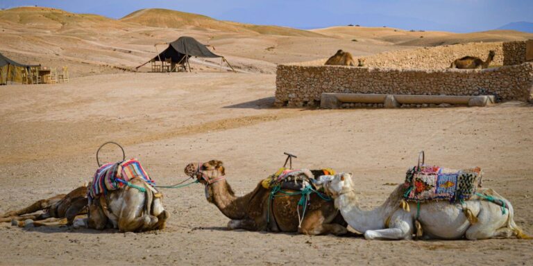 Camel Ride Agafay