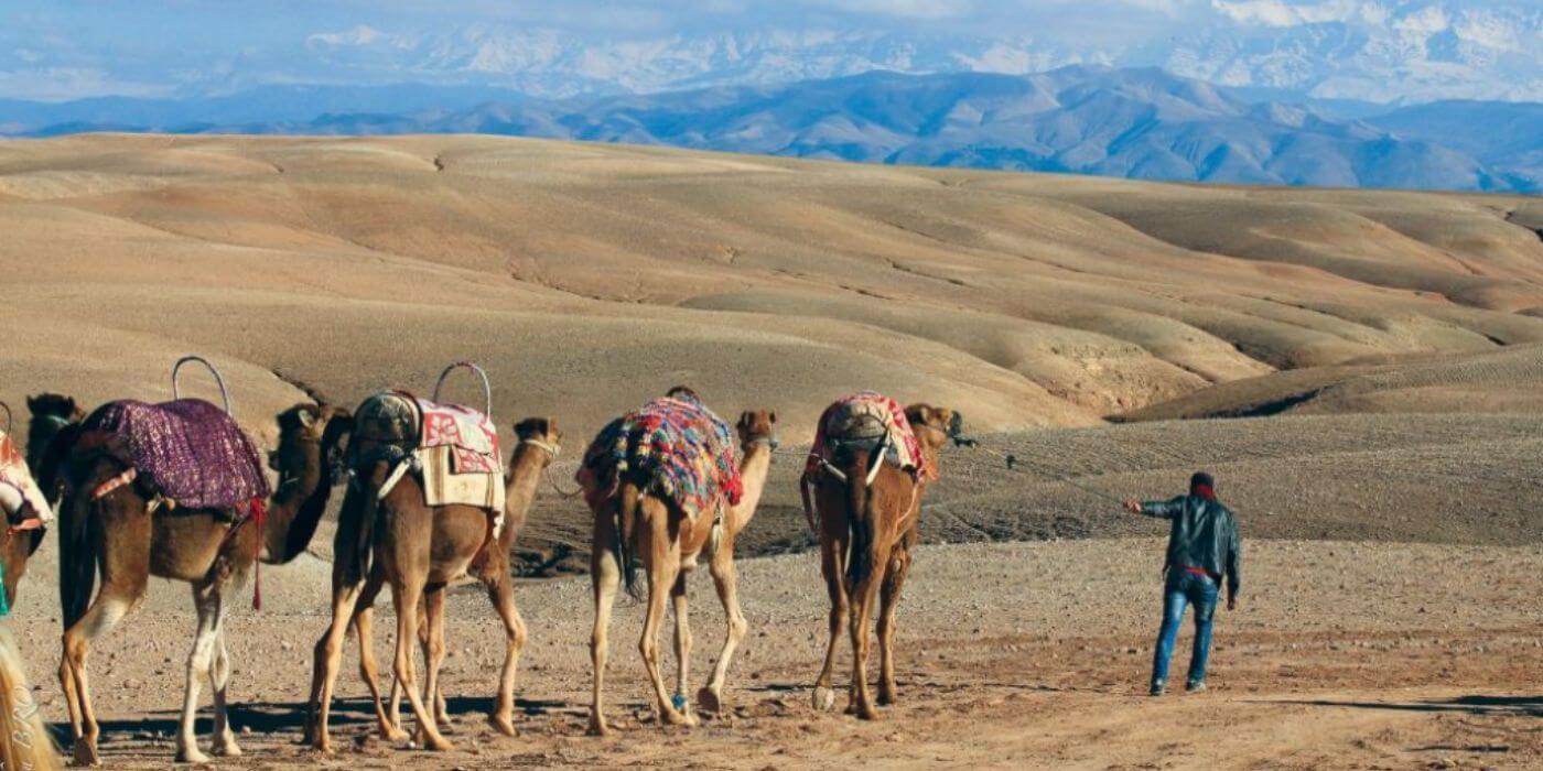 Camel Riding in Agafay Desert